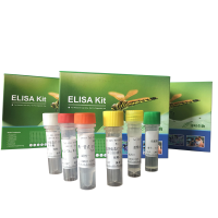 肠球菌通用探针法荧光定量PCR试剂盒