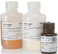 Invitrogen™ eBioscience™ Foxp3 / Transcription Factor Staining Buffer Set 00-5523-00