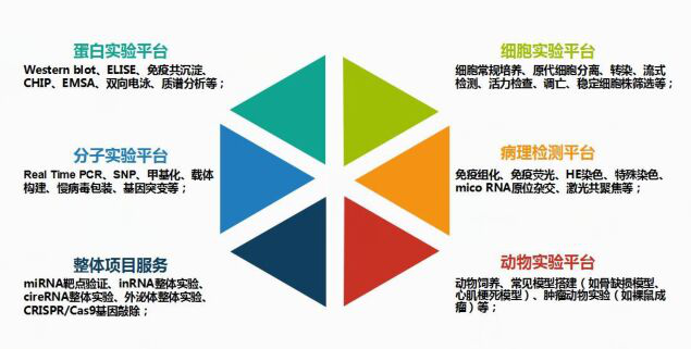 提供 小鼠尿肌酐(U-Cr)ELISA kit 多种种属