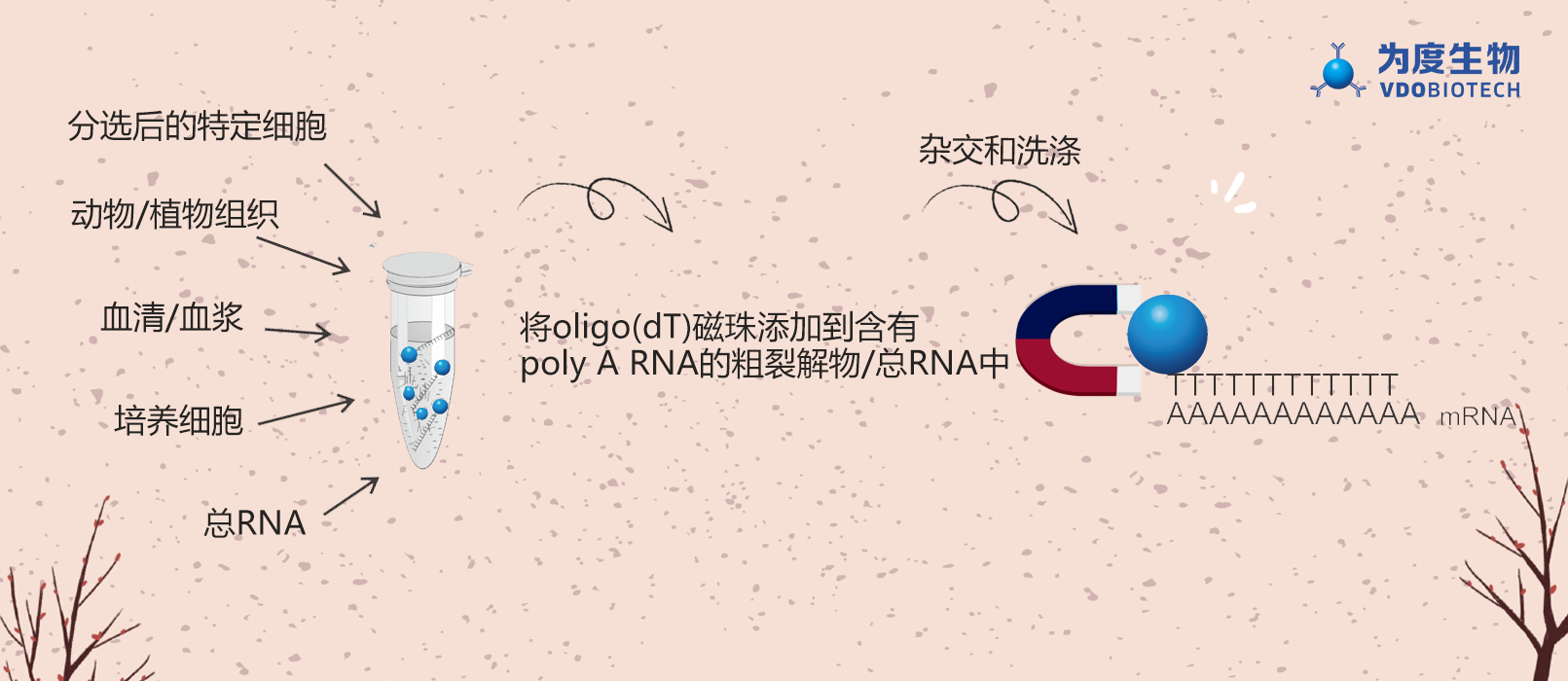 oligo(dT) 磁珠 mRNA 纯化中的问题