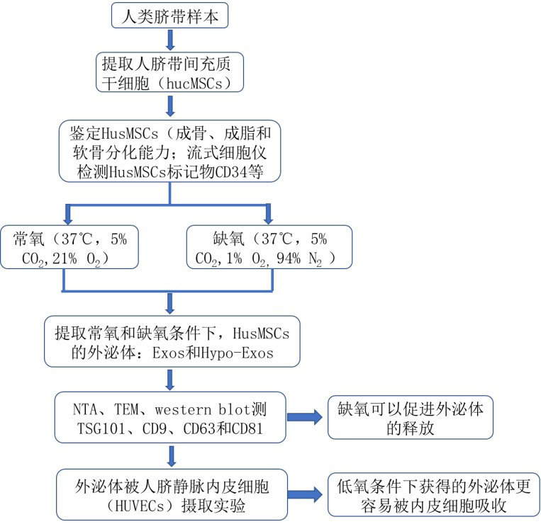 缺氧间充质干细胞来源的外泌体通过miR-126促进骨折愈合