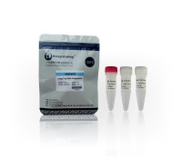 长片段DNA聚合酶:Long Taq DNA Polymerase