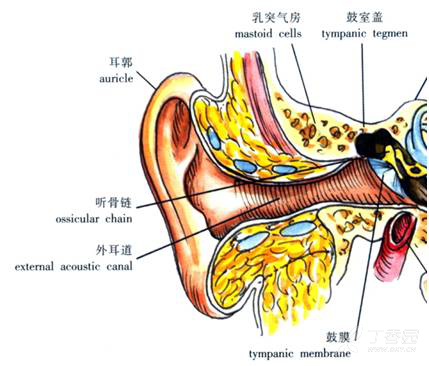 耳道瘙痒 警惕外耳道真菌病 感染 丁香园论坛