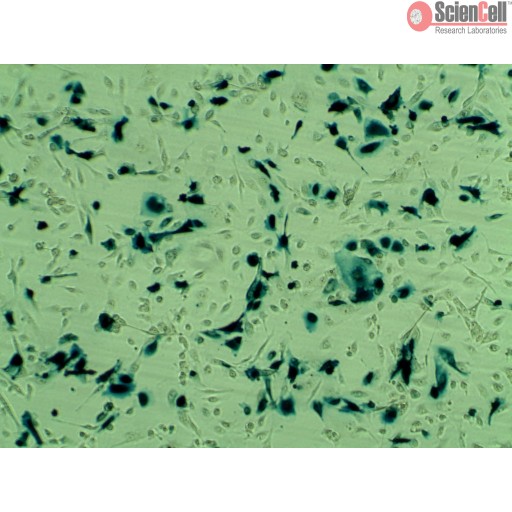 ScienCell 上皮细胞转染试剂盒