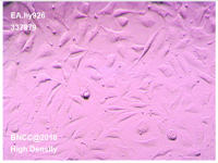 人脐静脉细胞融合细胞 EA.hy926