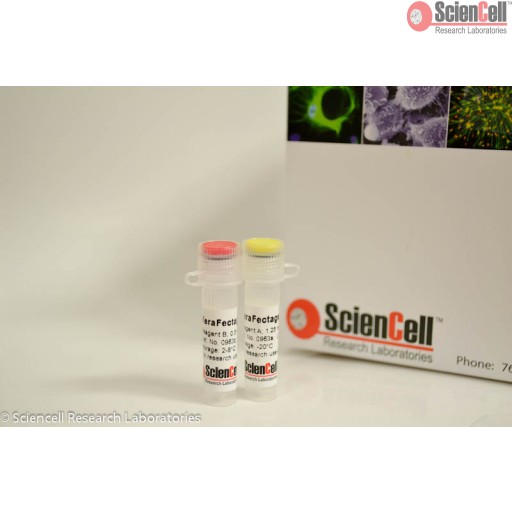 ScienCell 角质细胞转染试剂盒