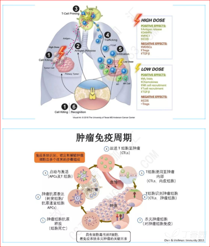 肺癌放疗与免疫治疗联合的照射剂量(转载)
