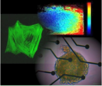 干细胞来源的心肌细胞