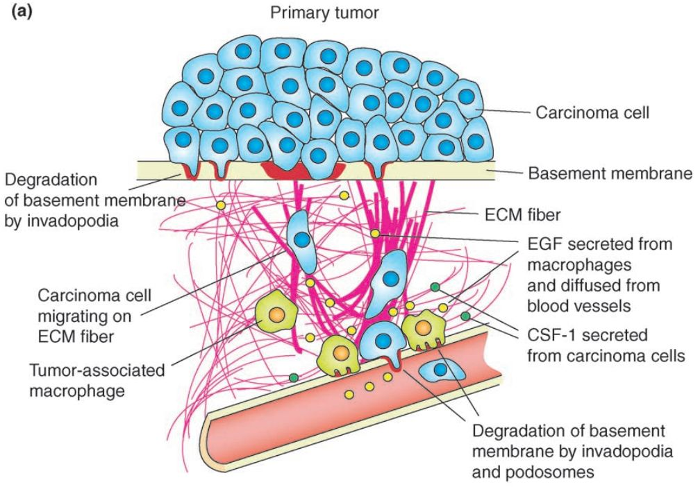 全新的 MuviCyte™ 长时间活细胞观察系统进行细胞迁移功能检测