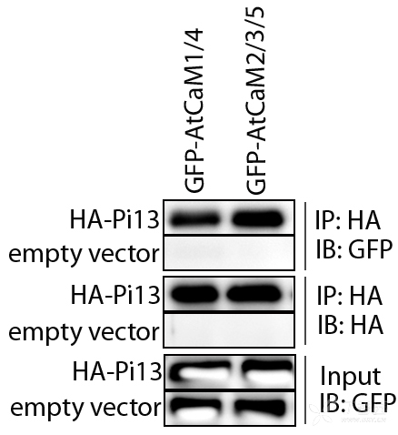请教大神这个coip图片如何解读,真的是现在的图片越来越玄乎了.