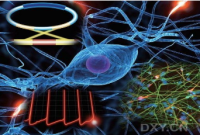 干细胞来源的神经细胞