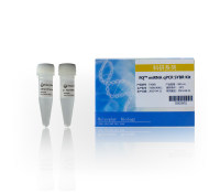 加尾法miRNA RT-qPCR试剂盒:FQTM miRNA qPCR SYBR Kit