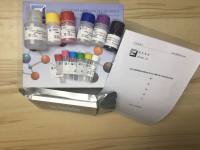 Mouse RUNX2 ELISA Kit