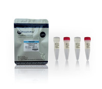 热启动DNA聚合酶:C-SsoRobust Taq DNA Polymerase