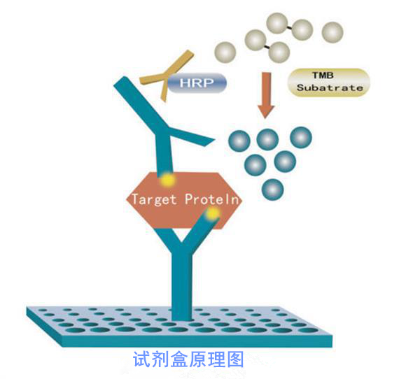 供应兔白介素-8(IL-8/CXCL8) ELISA kit