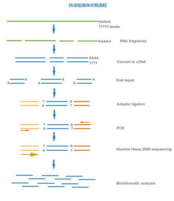 rna-seq测序流程图