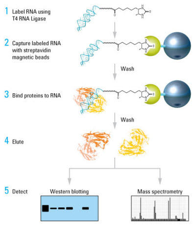 rna pull-down流程圖