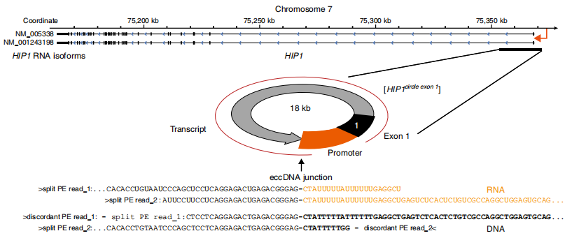 HIP1形成eccDNA具有轉錄活性