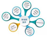 单细胞测序服务SMCXFW