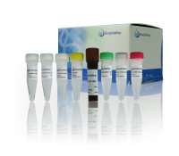 等温扩增RNA试剂盒:RNA LAMP Kit