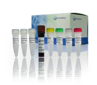 等温扩增DNA试剂盒:DNA LAMP Kit