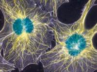 巴比西鼠血清（无菌过滤）图片