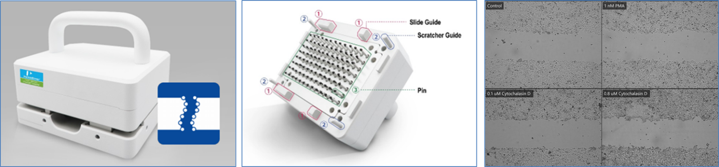 全新活体成像系统进行细胞迁移功能检测