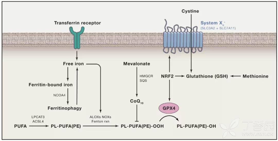 有待挖掘的"铁死亡"