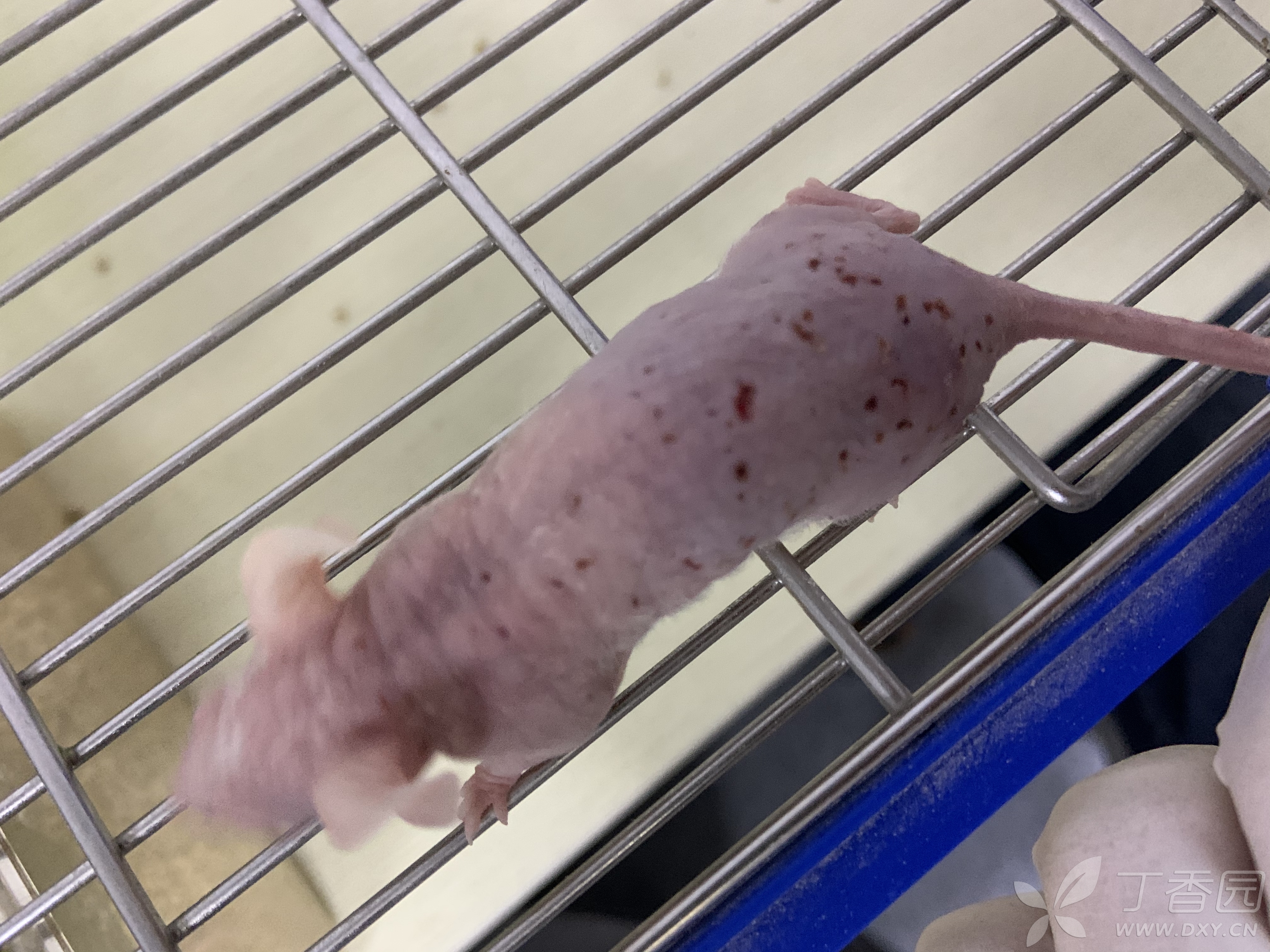 裸鼠背上长满红点,溃烂是什么原因啊?