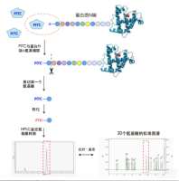 蛋白质N端测序-Edman降解法