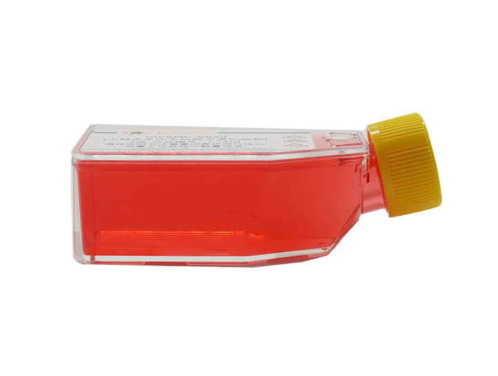 SK-OV-3 (人卵巢腺癌细胞)