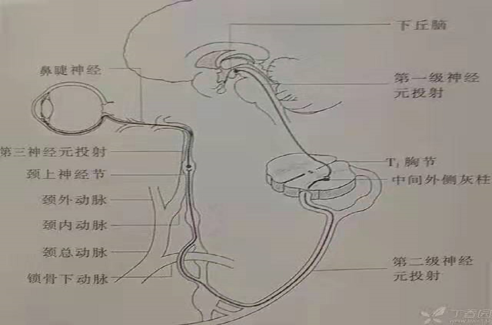 脑沟与脑回的那些事 ( 综述)