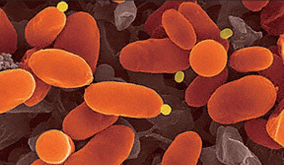 293T,人胎肾细胞价格