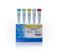 cDNA第一链合成试剂盒:Robust First Strand cDNA Synthesis Kit