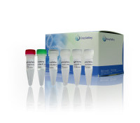 高效率RT-PCR：PreScript One-Step RT-PCR Kit