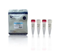 逆转录酶：PreScript Ⅲ Reverse Transcriptase