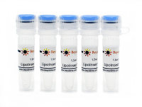 LipoInsect™转染试剂