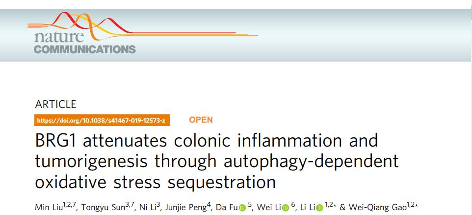说明: C:\Users\y505\Desktop\BRG1 attenuates colonic inflammation and tumorigenesis through autophagy-dependent oxidative stress sequestration\1]06${V}3B)NMM2W{K7%3Q5.png