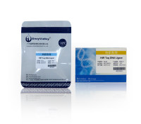 高保真Taq DNA连接酶：HiFi Taq DNA Ligase