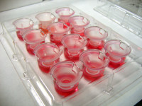 EpiSkin 体外人造皮肤模型检测盒