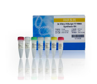 T7体外转录快速高效RNA合成：In Vitro HiScript T7 RNA Synthesis Kit