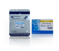 T4 DNA 连接酶：Rapid T4 DNA Ligase  