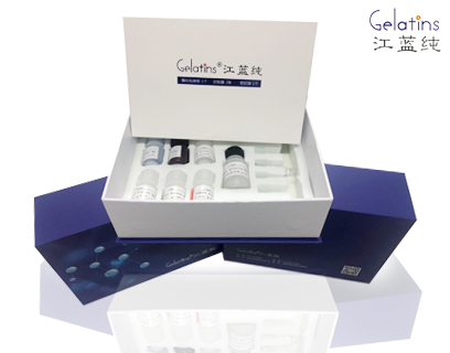 人巨噬细胞炎性蛋白3β(CCL19)ELISA kit 液体包装