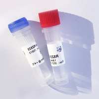 内参抗体（GAPDH-HRP Mouse mAb）