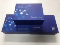 人周期素依赖性激酶4(CDK-4)原理ELISA kit种属齐全