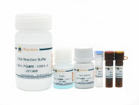 BeyoClick™ EdU-647细胞增殖检测试剂盒