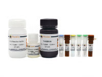 BeyoClick™ EdU细胞增殖检测试剂盒(TMB法)