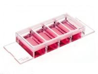 ibidi4孔腔室载玻片80421 80422 80423 80424