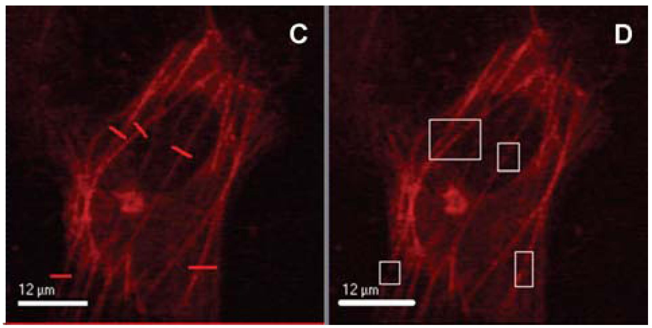 原位细胞3D切割成像平台-CellSurgeon