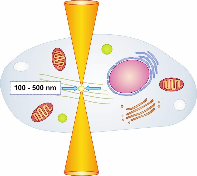 原位细胞3D切割成像平台-CellSurgeon